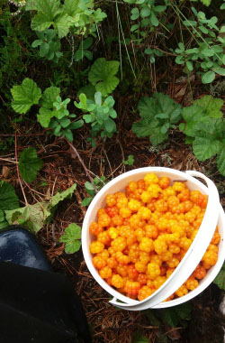 harvested cloudberries