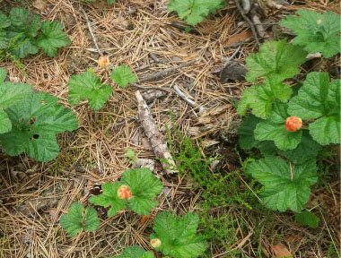 unripened cloudberries