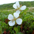 Cloudberry