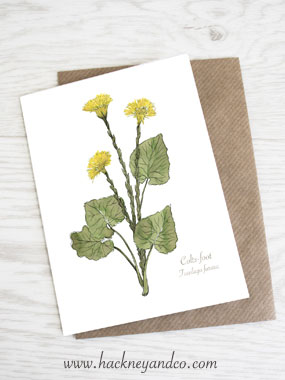 Coltsfoot artcard