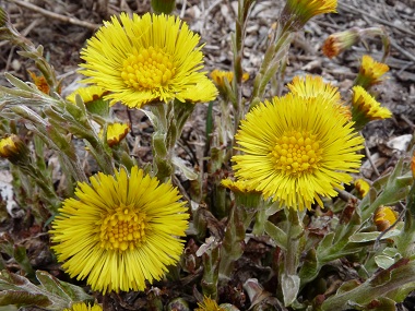 coldsfoot flowers