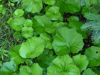 coldsfoot leaves
