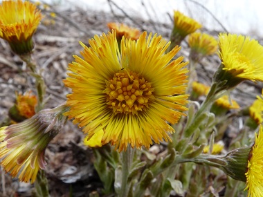 coldsfoot