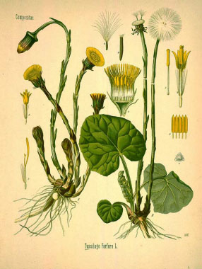 coltsfoot drawing