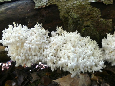 comb tooth mushroom