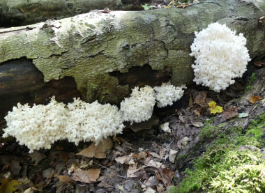 coral hedgehog mushrooms