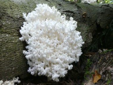Hericium coralloides Mushroom Mycelium Spores Spawn Dried Seeds 