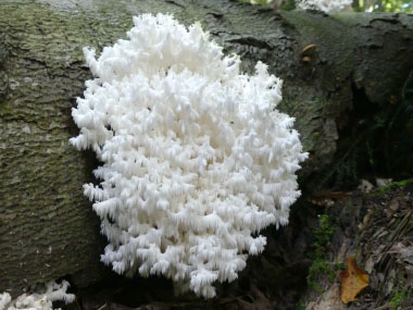 hericium coralloides