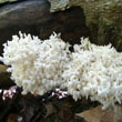 Comb Tooth Fungus
