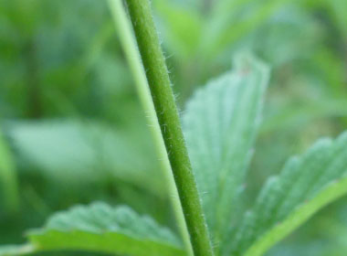 Agrimonia eupatoria stem