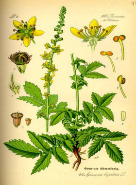 agrimony botanical