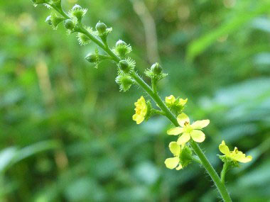 agrimony inflorescence