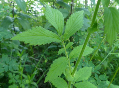 agrimony leaves