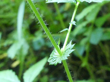 agrimony stem