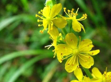 close up agrimony flower