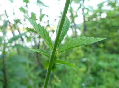 common agrimony stem