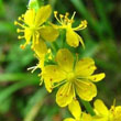 Common Agrimony