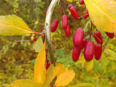 Berberis vulgaris