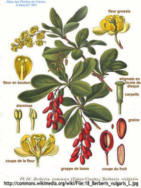 Berberis_vulgaris