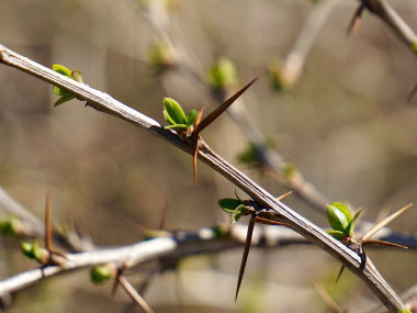 barberry thorns
