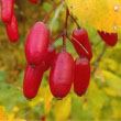 Common Barberry