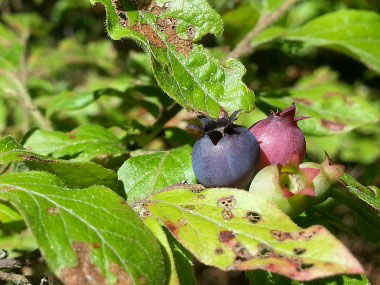 Vaccinium angustifolium