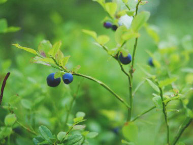 blueberry branches