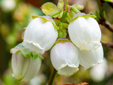 blueberry flowers