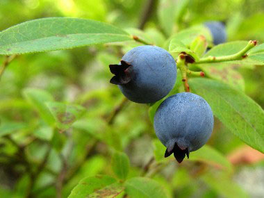 blueberry fruit