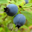 Common Blueberry