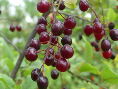 Prunus virginiana