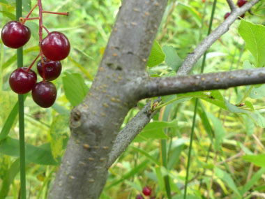 chokeberry bark