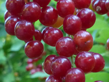 chokecherries close up