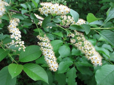 chokecherries in bloom