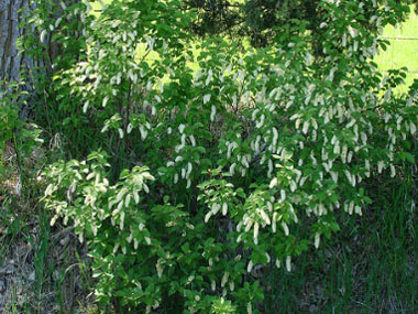 common chokecherry bush