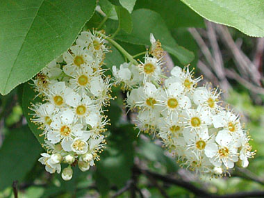 common chokecherry flowers