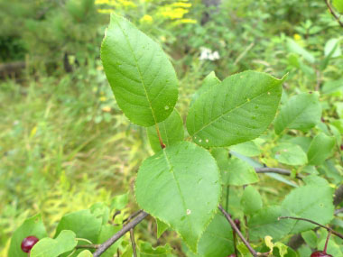 common chokecherry leaves