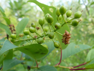 unripened chokecherries