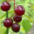 Common Chokecherry