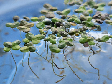 duckweed leaves