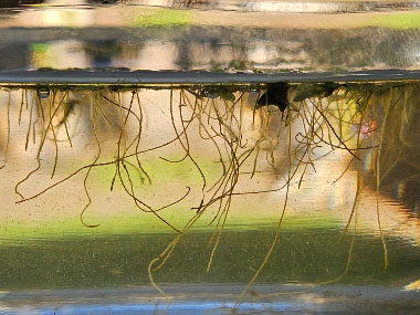 duckweed roots