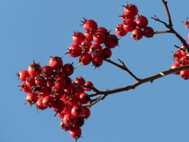 common hawthorn berries