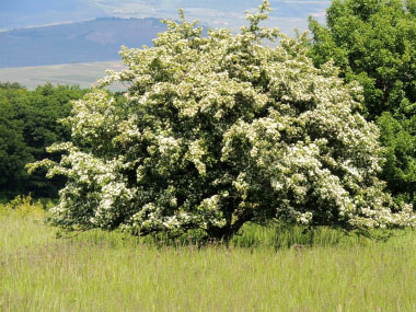 common hawthorn tree