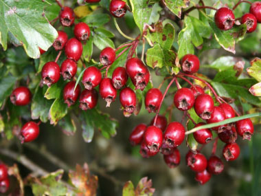 crataegus monogyna