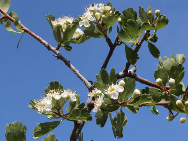 hawthorn blooms