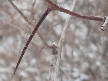 hawthorn thorn