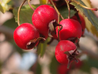 maythorn berries
