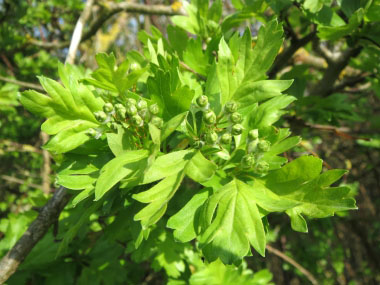 maythorn leaves