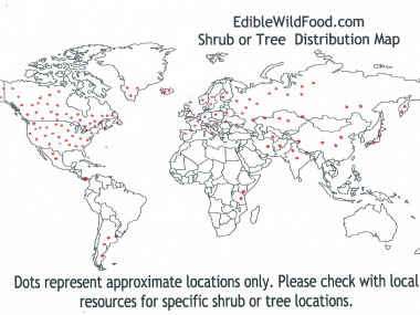 Common juniper distribution map