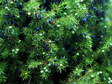 Juniperus communis